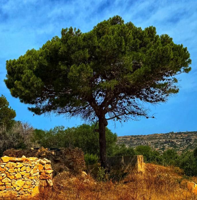 Home page image of a tree
